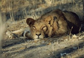 lionphoto.jpg (17974 bytes)